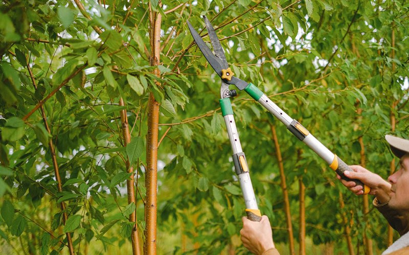Tree trimming in Withee, WI